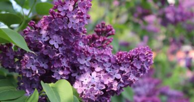 lilac