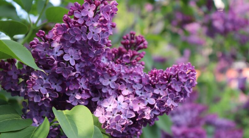 lilac