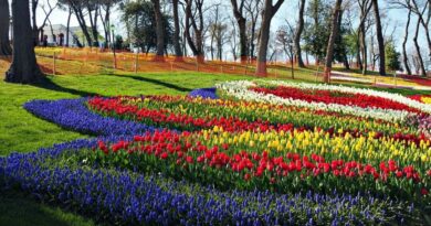 tulip, lale