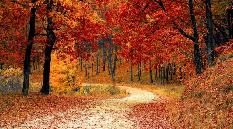 Renkli yapraklarla dolu yol.