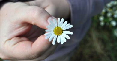 Tek Dal Bir Papatyanın Başıma Açtığıdır