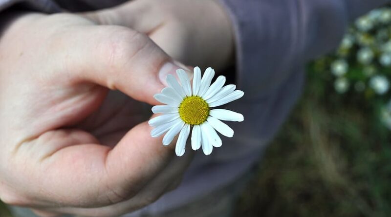 Tek Dal Bir Papatyanın Başıma Açtığıdır